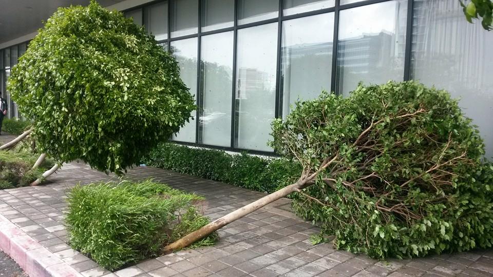 Typhoon glenda damage 3